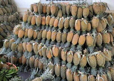 Best Dealer in Vazhakulam Pineapples