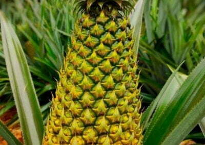 High quality Pineapple