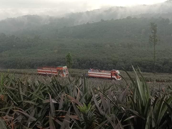 Manna's Sprawling Pineapple Plantations