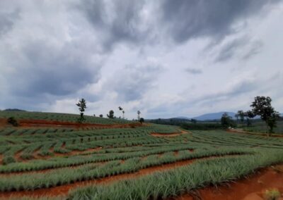 Manna Pineapple Plantation