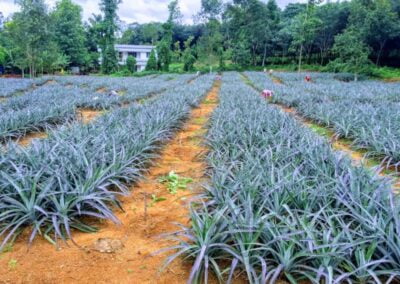 Manna Pineapple Plantation