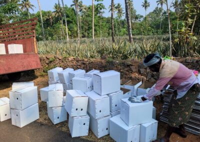 Pineapple packing