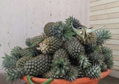 Pineapple basket containing superior Vazhakulam Pineapple