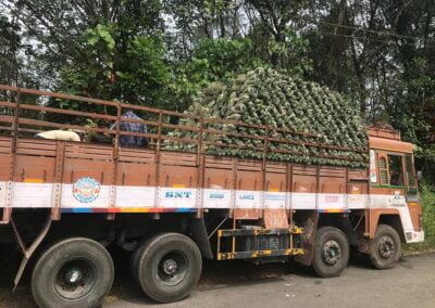 Pineapples in a truck ready to be shipped