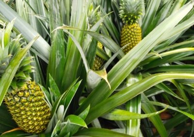 Best Pineapple plants